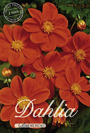 Dahlia Mignon Gf Hemerick met 5 zakjes verpakt a 1 bollen