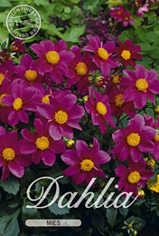 Dahlia Mignon Mies met 5 zakjes verpakt a 1 bollen