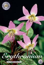 Erythronium Purple King met 5 zakjes a 1 bollen