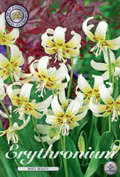 Erythronium White Beauty met 5 zakjes a 3 bollen