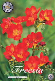 Freesia Red met 5 zakjes a 15 bollen
