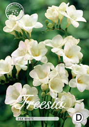 Freesia Single White met 5 zakjes verpakt a 15 bollen