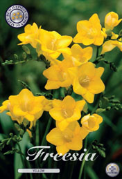Freesia Yellow met 5 zakjes a 15 bollen