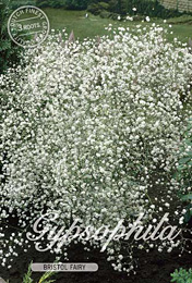 Gypsophila Bristol Fairy met 5 zakjes verpakt a 3 bollen