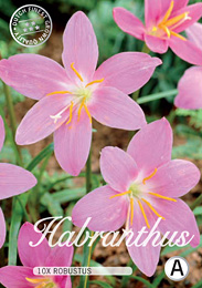 Habranthus Robustus met 5 zakjes verpakt a 10 bollen