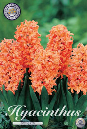 Hyacint Gipsy Queen met 5 zakjes a 5 bollen