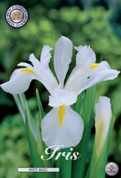 Iris White Magic met 5 zakjes a 15 bollen