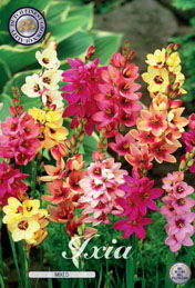 Ixia Mixed met 5 zakjes a 20 bollen