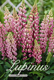 Lupinus Pink met 5 zakjes verpakt a 1 bollen