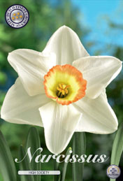 Narcis High Society met 5 zakjes a 5 bollen