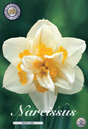 Narcis White Lion met 5 zakjes a 5 bollen
