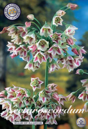 Nectaroscordum Siculum Ssp Bulgaricum met 5 zakjes a 7 bollen