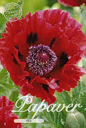 Papaver Red met 5 zakjes verpakt a 3 bollen