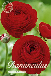 Ranunculus Red met 5 zakjes verpakt a 10 bollen