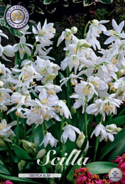 Scilla Siberica Alba met 5 zakjes a 15 bollen