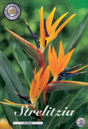 Strelitzia Reginae met 5 zakjes a 5 bollen