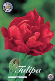 Tulp Abba met 5 zakjes a 10 bollen