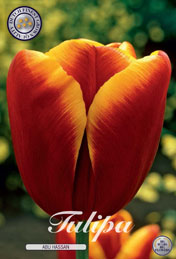 Tulp Abu Hassan met 5 zakjes a 10 bollen