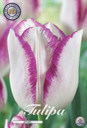 Tulp Affaire met 5 zakjes a 7 bollen