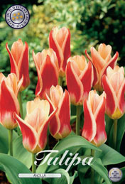 Tulp Ancilla met 5 zakjes a 10 bollen