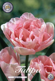 Tulp Angelique met 5 zakjes a 7 bollen