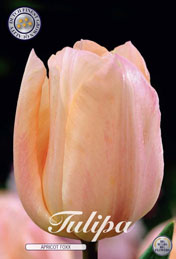 Tulp Apricot Foxx met 5 zakjes a 10 bollen