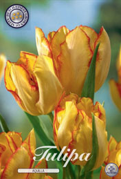 Tulp Aquilla met 5 zakjes a 7 bollen
