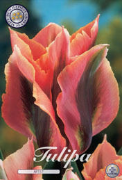 Tulp Artist met 5 zakjes a 10 bollen