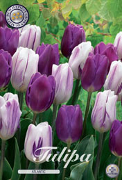 Tulp Atlantic met 5 zakjes a 10 bollen