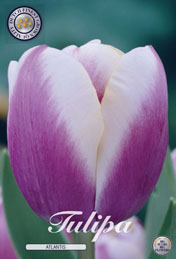 Tulp Atlantis met 5 zakjes a 10 bollen