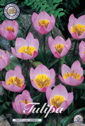 Tulp Bakeri Lilac Wonder met 5 zakjes a 10 bollen