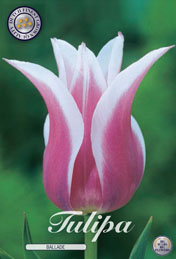 Tulp Ballade met 5 zakjes a 10 bollen