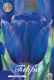 Tulp Blue Passion met 5 zakjes a 10 bollen