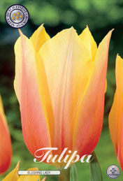 Tulp Blushing Lady met 5 zakjes a 10 bollen