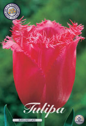 Tulp Burgundy Lace met 5 zakjes a 10 bollen