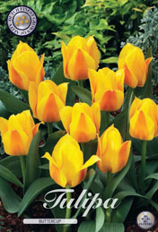 Tulp Buttercup met 5 zakjes a 10 bollen