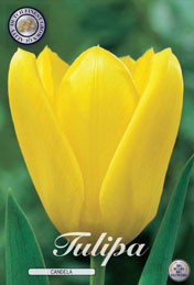 Tulp Candela met 5 zakjes a 10 bollen