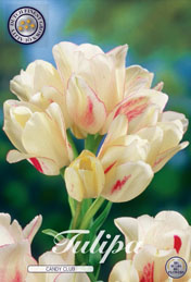 Tulp Candy Club met 5 zakjes a 7 bollen