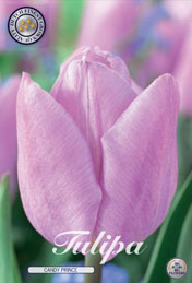 Tulp Candy Prince met 5 zakjes a 10 bollen