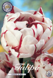 Tulp Carnaval De Nice met 5 zakjes a 7 bollen