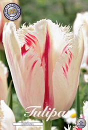 Tulp Carrousel met 5 zakjes a 7 bollen