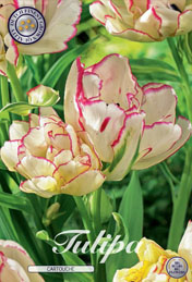 Tulp Cartouche met 5 zakjes a 7 bollen