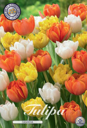 Tulp Casanova met 5 zakjes a 10 bollen