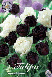 Tulp Charming met 5 zakjes a 10 bollen