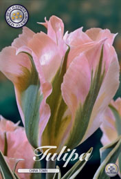 Tulp China Town met 5 zakjes a 10 bollen
