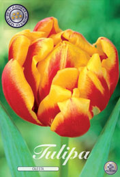 Tulp Cilesta met 5 zakjes a 10 bollen