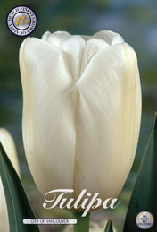 Tulp City of Vancouver met 5 zakjes a 10 bollen