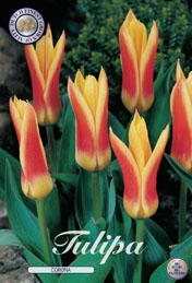 Tulp Corona met 5 zakjes a 10 bollen