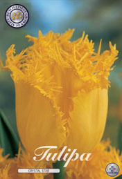 Tulp Crystal Star met 5 zakjes a 10 bollen
