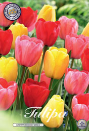 Tulp Darwin Hybrid Mixed met 5 zakjes a 10 bollen